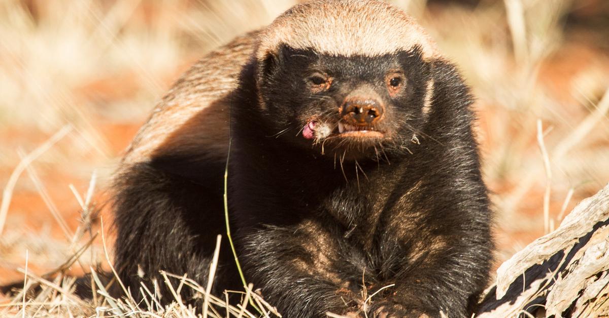 Close-up view of the Honey Badger, known as Musang Madu in Indonesian.