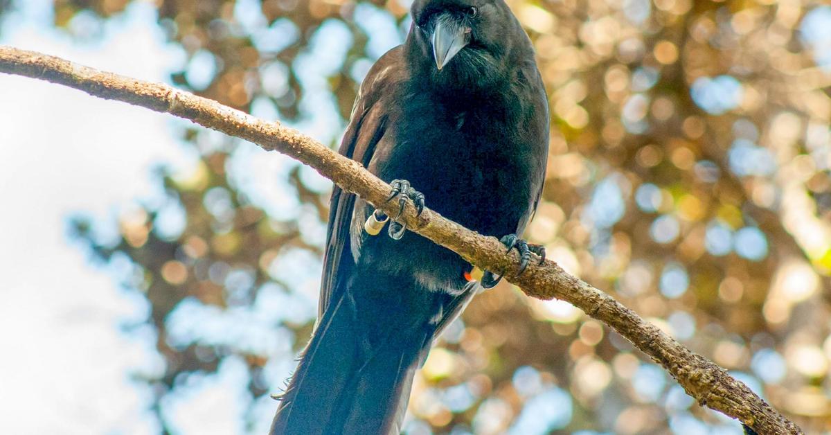 Splendid image of the Hawaiian Crow, with the scientific name Corvus Hawaiiensis.