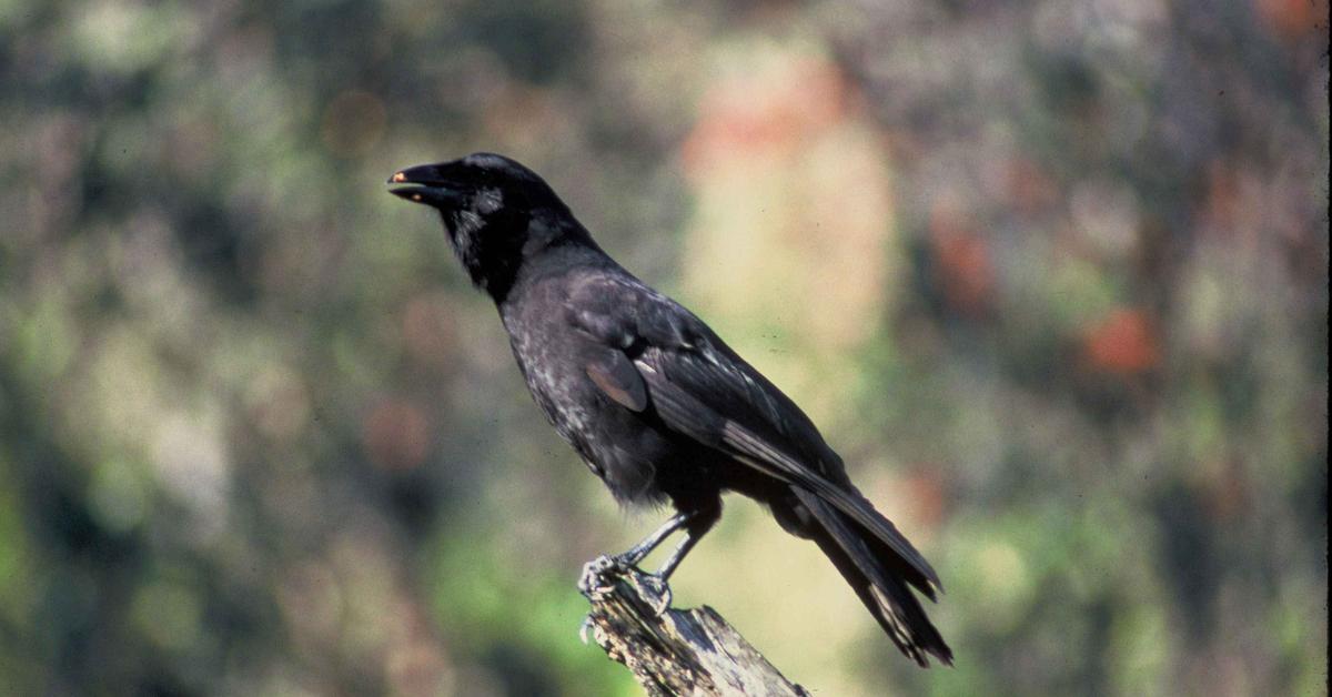 Distinctive Hawaiian Crow, in Indonesia known as Gagak Hawaii, captured in this image.