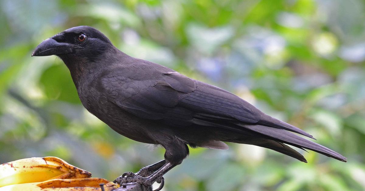 Captured moment of the Hawaiian Crow, in Indonesia known as Gagak Hawaii.