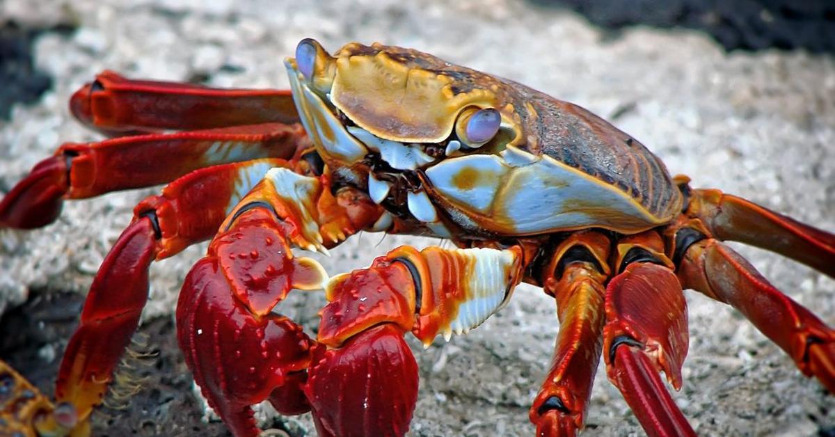 The majestic Hermit Crab, also called Kepiting Ermite in Indonesia, in its glory.