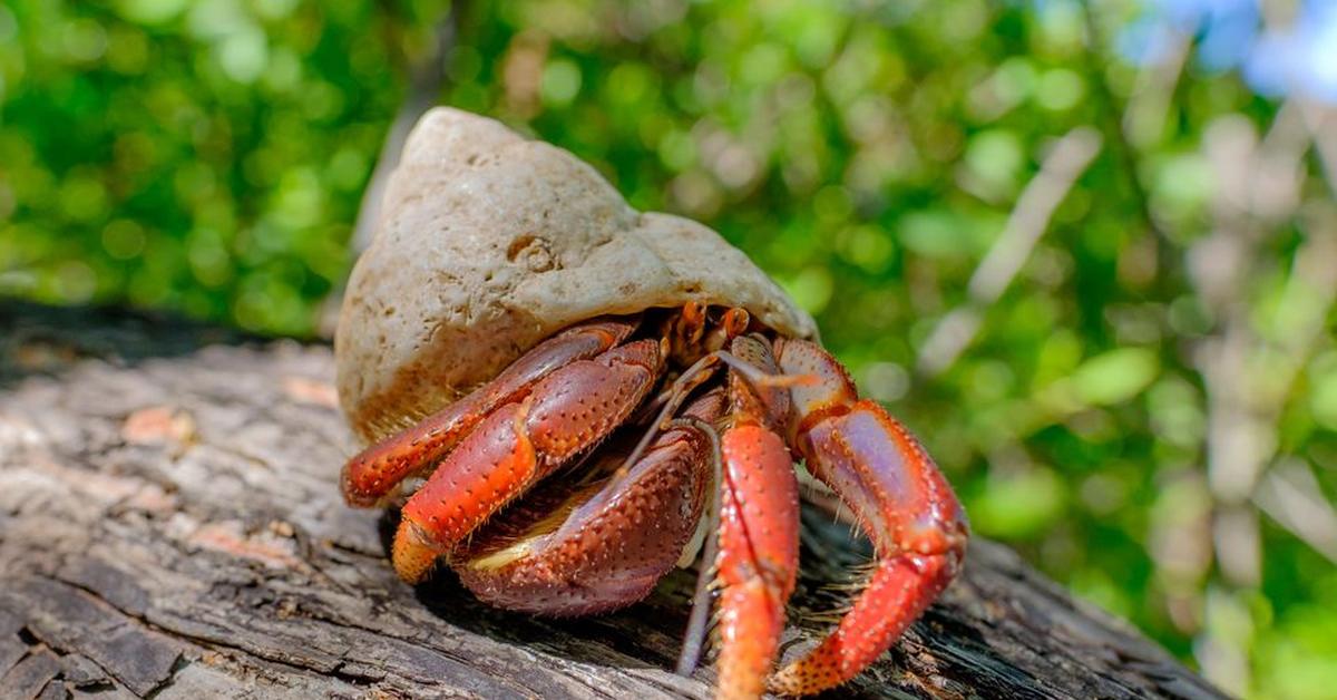 Splendid image of the Hermit Crab, with the scientific name Paguroidea.