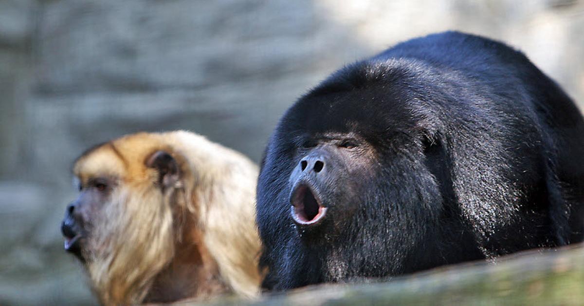 Visual representation of the Howler Monkey, recognized in Indonesia as Monyet Howler.