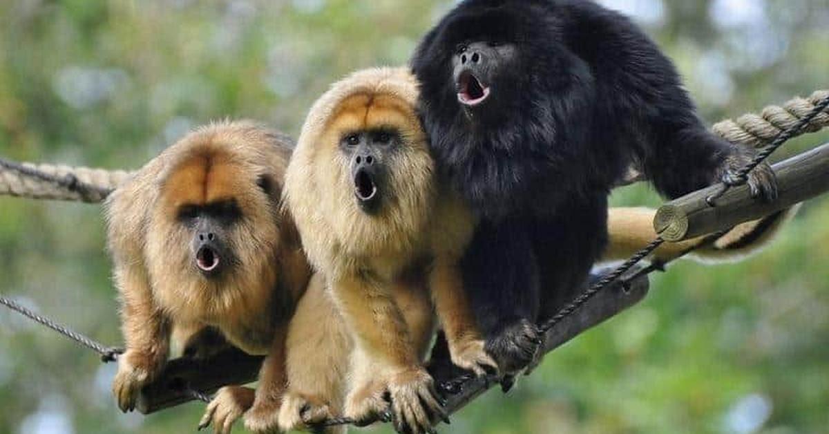 Dynamic image of the Howler Monkey, popularly known in Indonesia as Monyet Howler.