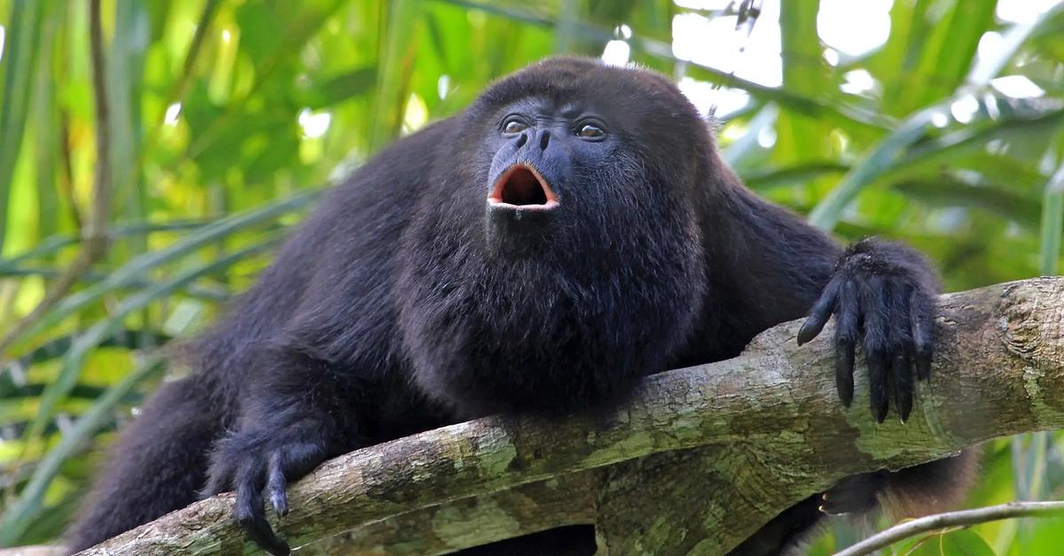 The fascinating Howler Monkey, scientifically known as Alouatta.