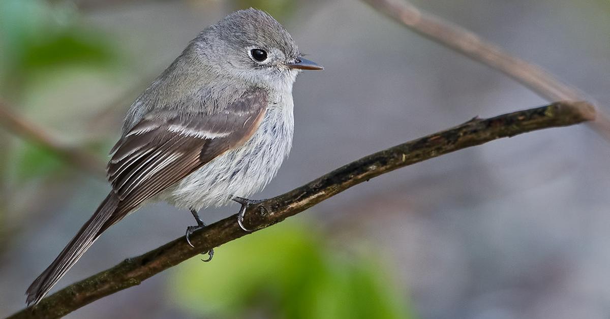 Image of the Hammonds Flycatcher (Empidonax hammondii), popular in Indonesia as Burung Terbang Hammonds.