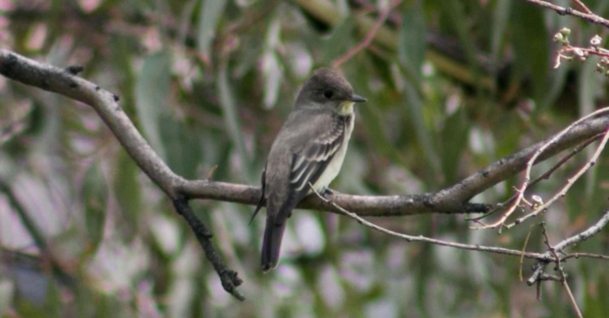 Detailed shot of the Hammonds Flycatcher, or Empidonax hammondii, in its natural setting.