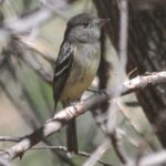 Splendid image of the Hammonds Flycatcher, with the scientific name Empidonax hammondii.