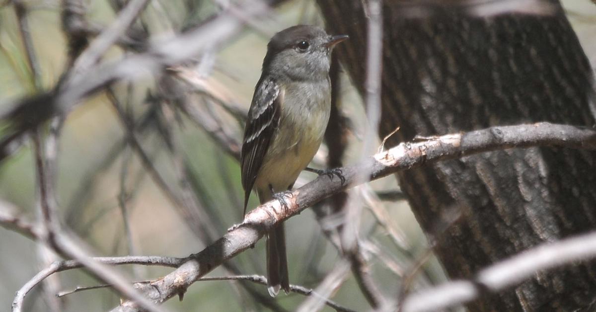 Splendid image of the Hammonds Flycatcher, with the scientific name Empidonax hammondii.