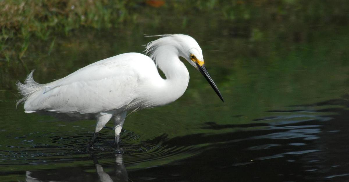 The Heron in its natural beauty, locally called Bangau.