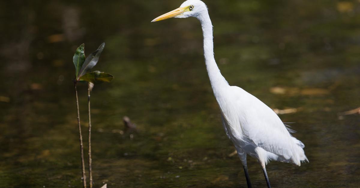 Distinctive Heron, in Indonesia known as Bangau, captured in this image.