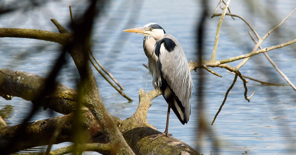 Captivating presence of the Heron, a species called Ardeidae.