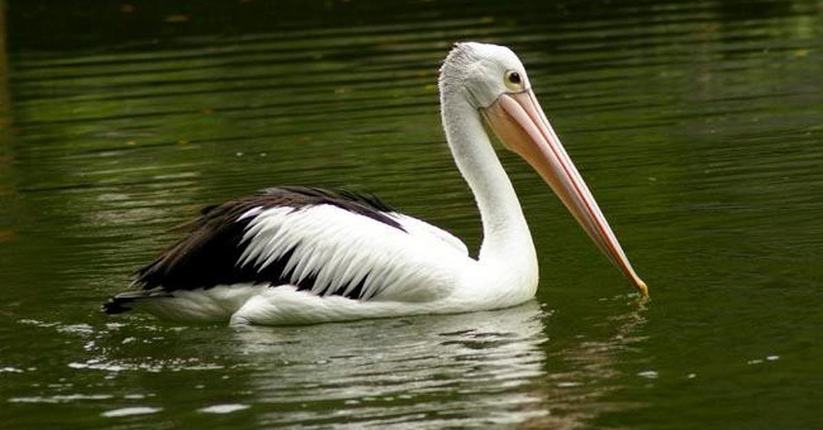 The Heron, a beautiful species also known as Bangau in Bahasa Indonesia.