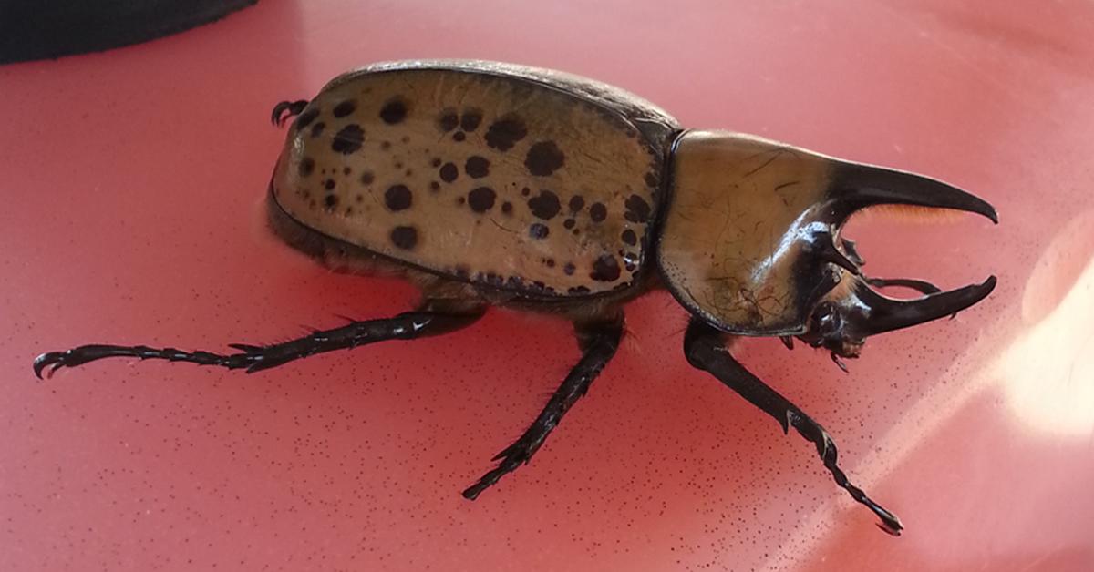 Captured beauty of the Hercules Beetle, or Dynastes hercules in the scientific world.