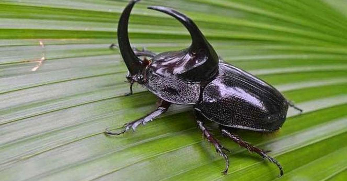 Striking appearance of the Hercules Beetle, known in scientific circles as Dynastes hercules.