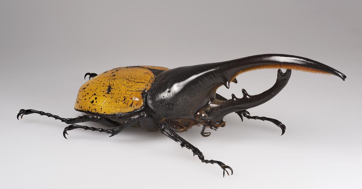 Elegant Hercules Beetle in its natural habitat, called Kumbang Hercules in Indonesia.