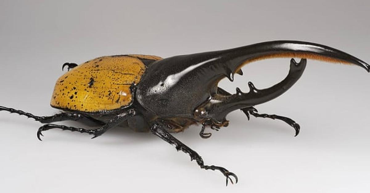 The remarkable Hercules Beetle (Dynastes hercules), a sight to behold.