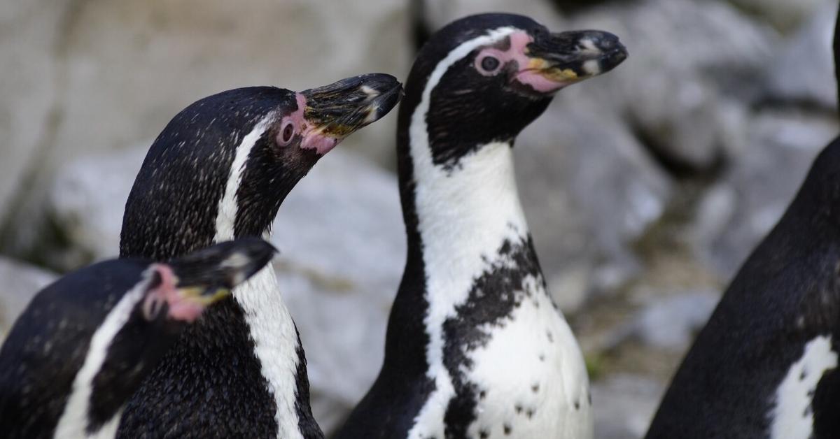 Graceful Humboldt Penguin, a creature with the scientific name Spheniscus humboldti.