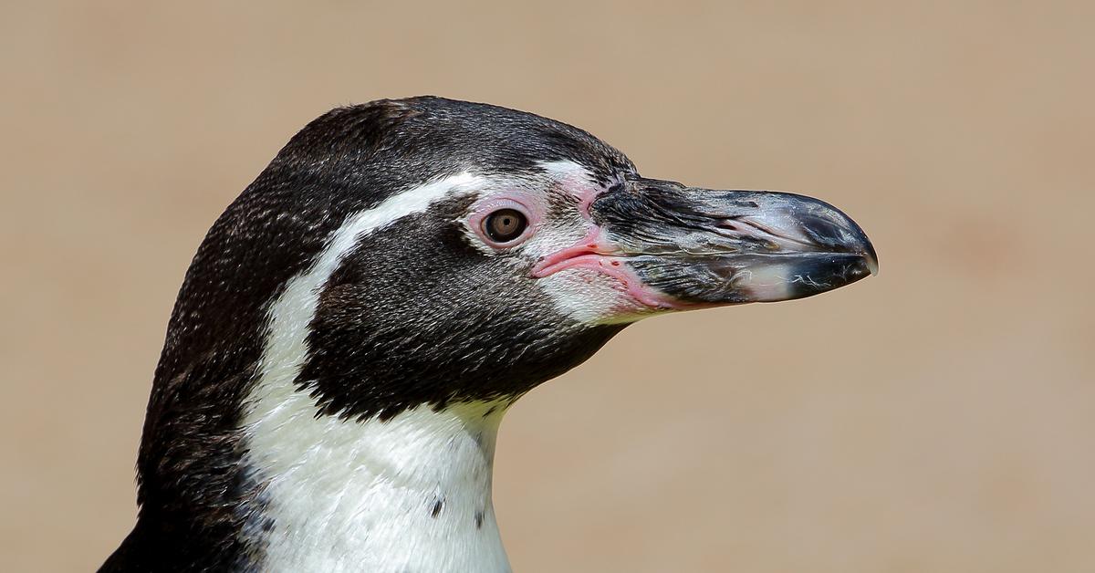 Visual representation of the Humboldt Penguin, recognized in Indonesia as Penguin Humboldt.