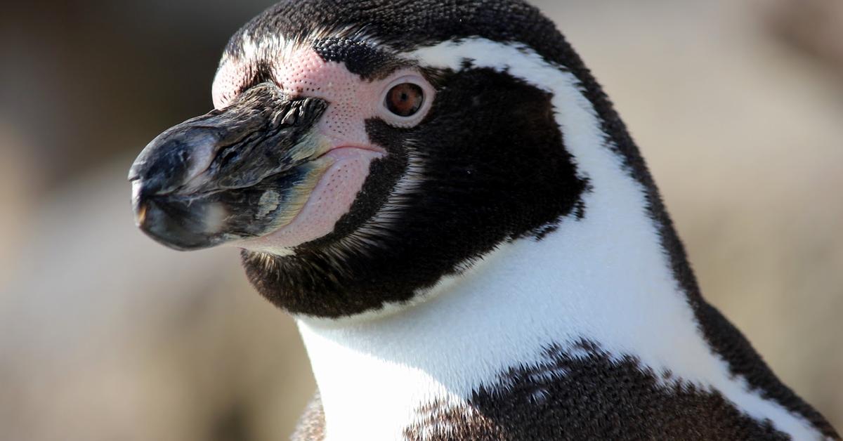 Portrait of a Humboldt Penguin, a creature known scientifically as Spheniscus humboldti.