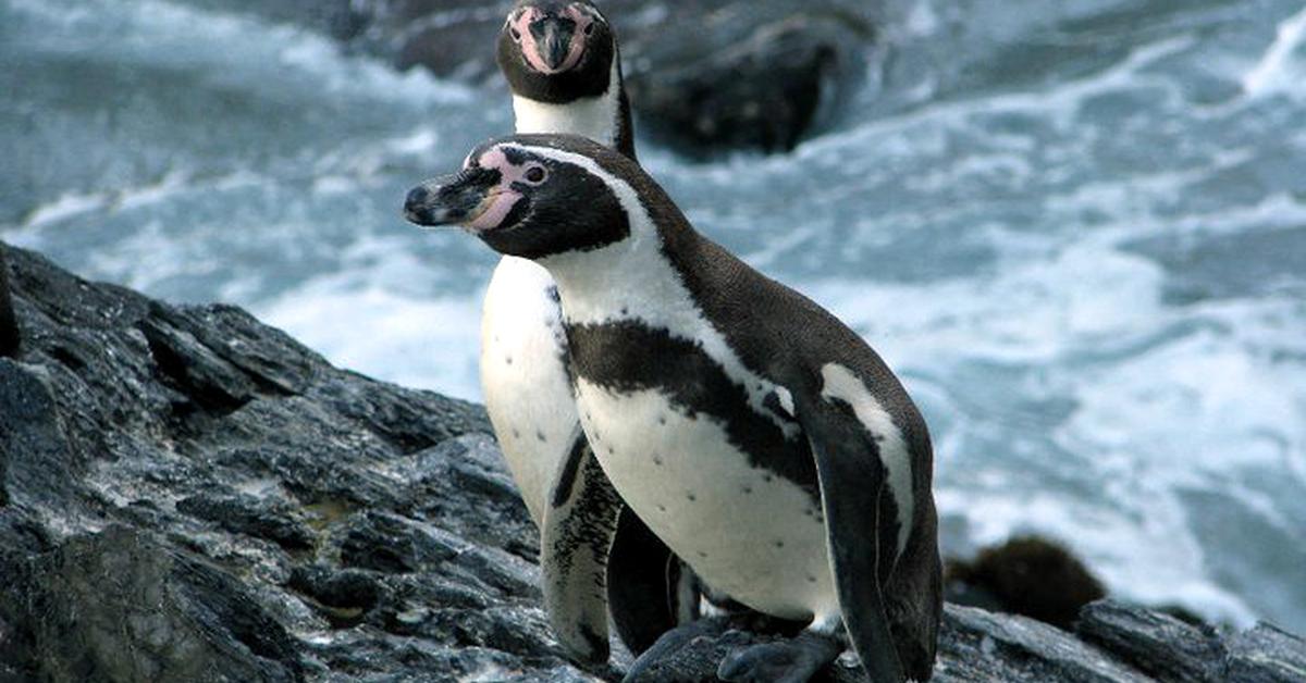 Stunning image of the Humboldt Penguin (Spheniscus humboldti), a wonder in the animal kingdom.