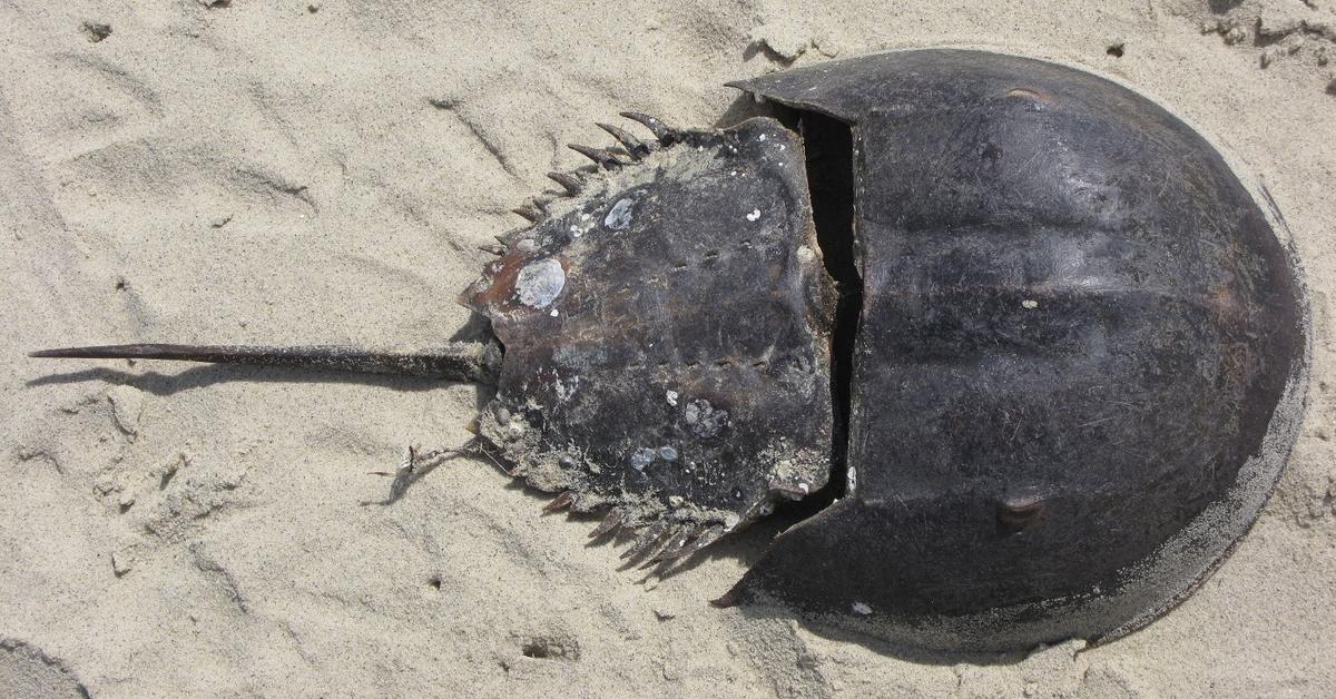 Elegant portrayal of the Horseshoe Crab, also known as Phaethontidae.