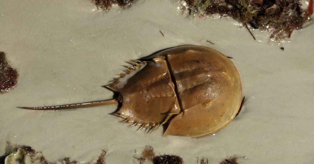 The remarkable Horseshoe Crab (Phaethontidae), a sight to behold.