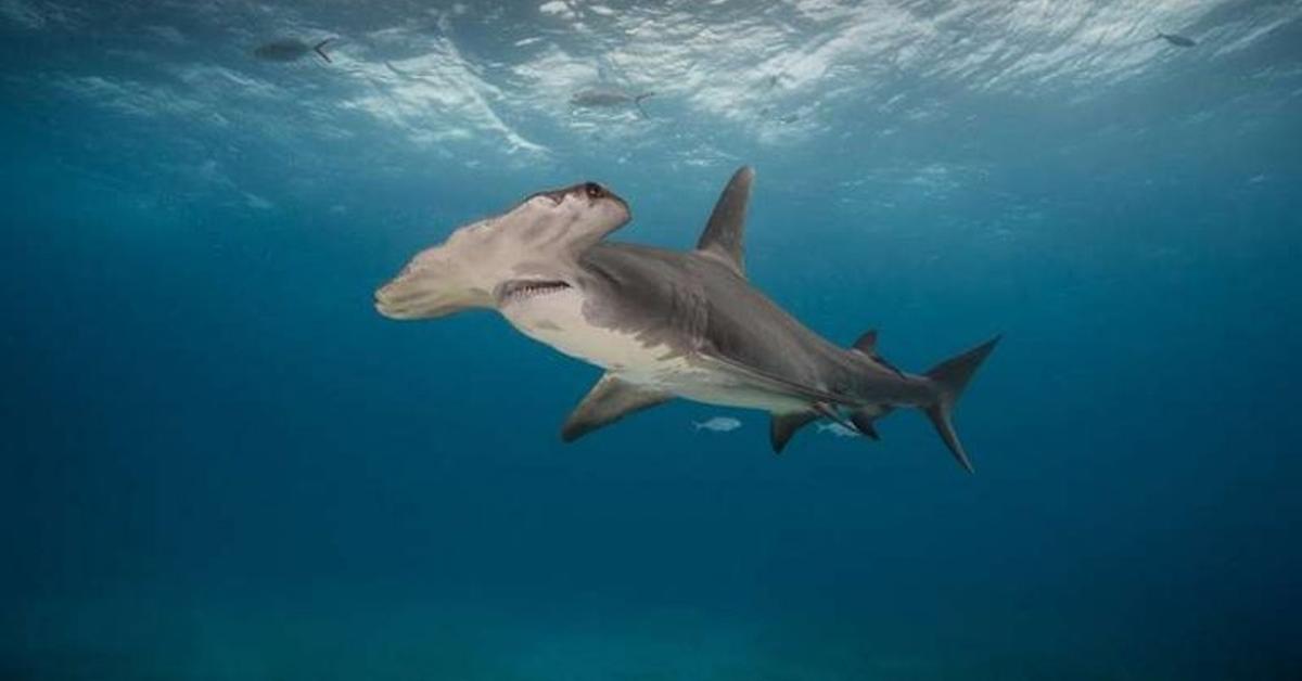 Captured beauty of the Hammerhead Shark, or Sphyrnidae in the scientific world.