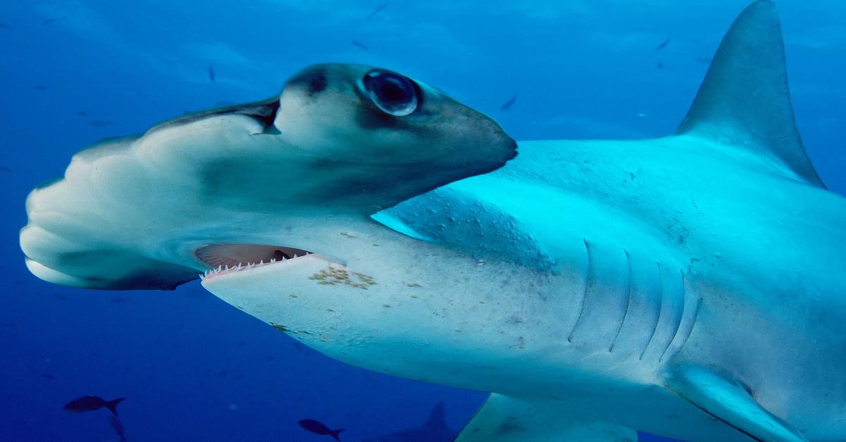 The Hammerhead Shark in its natural beauty, locally called Hiu Martil.