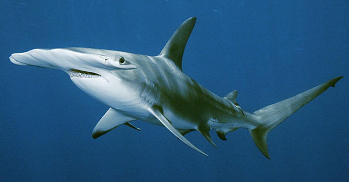 Iconic view of the Hammerhead Shark, or Sphyrnidae, in its habitat.