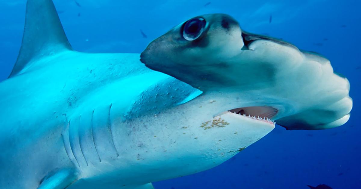 The remarkable Hammerhead Shark (Sphyrnidae), a sight to behold.