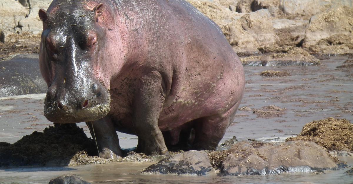 The remarkable Hippopotamus (Hippopotamus amphibius), a sight to behold.