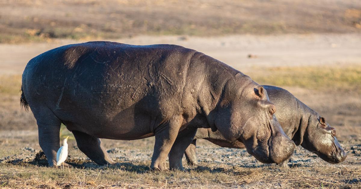 Iconic view of the Hippopotamus, or Hippopotamus amphibius, in its habitat.