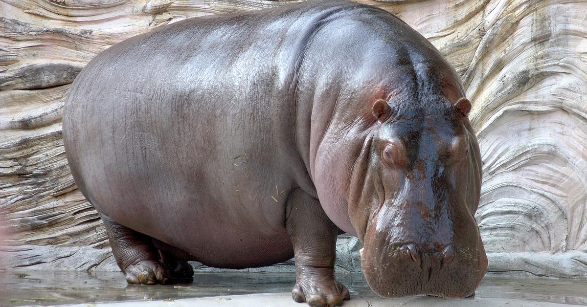 Iconic view of the Hippopotamus, or Hippopotamus amphibius, in its habitat.