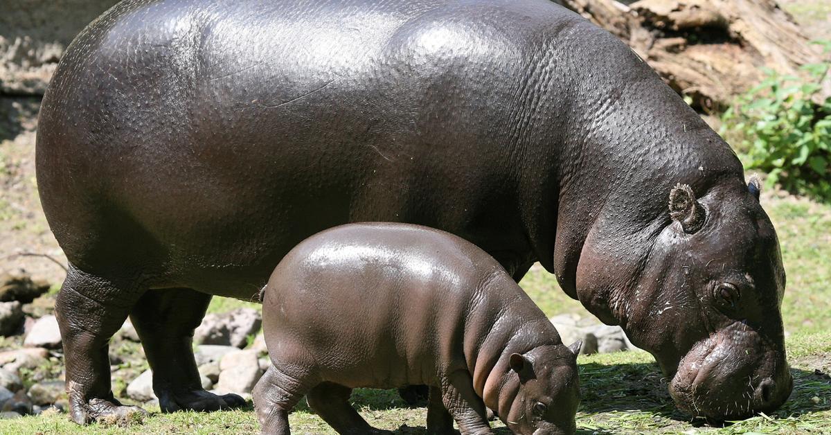 Captivating view of the Hippopotamus, known in Bahasa Indonesia as Kuda Nil.