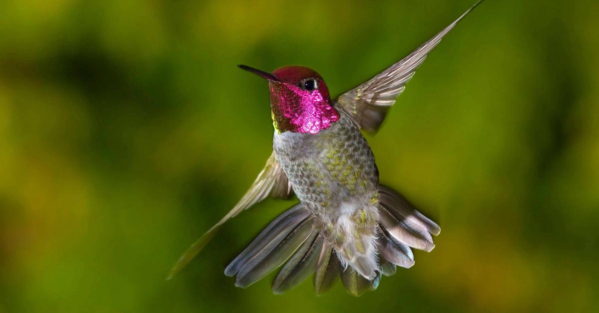 Close-up view of the Hummingbird, known as Kolibri in Indonesian.