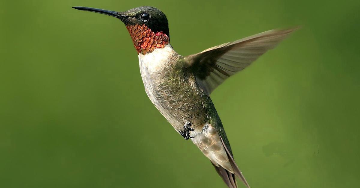 The alluring Hummingbird, commonly referred to as Kolibri in Bahasa Indonesia.