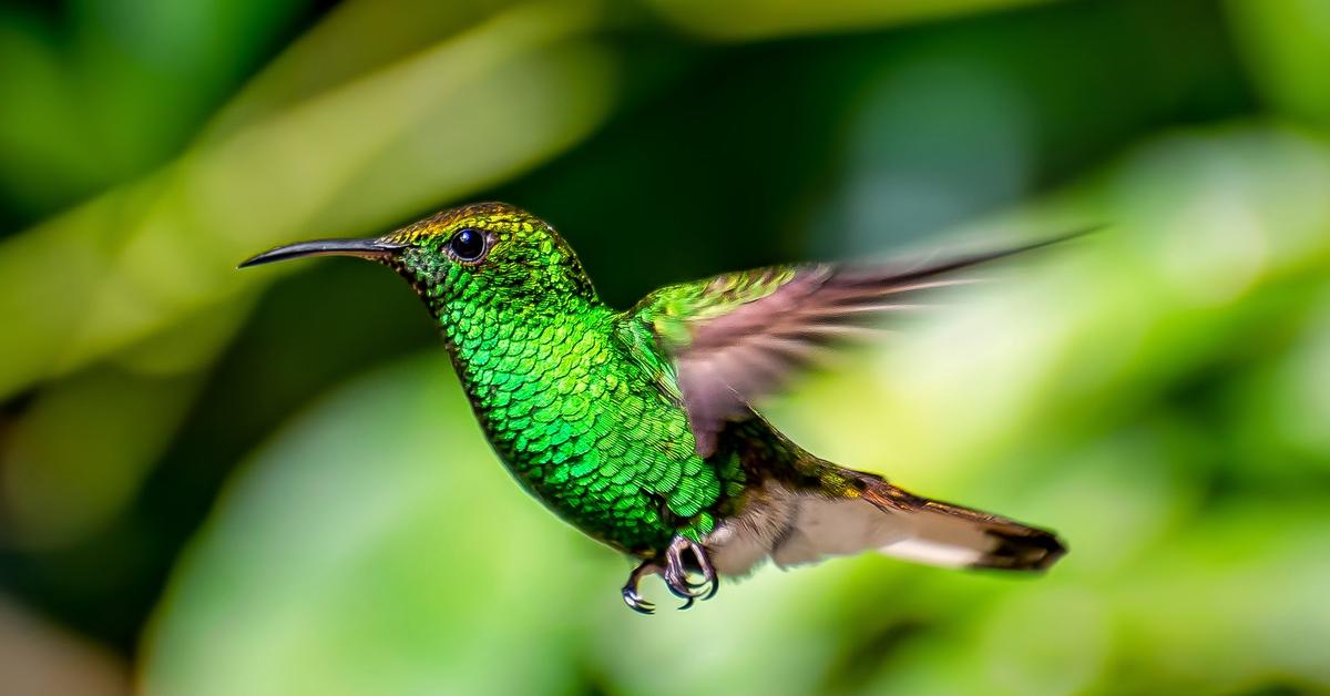 Photograph of the unique Hummingbird, known scientifically as Numididae.