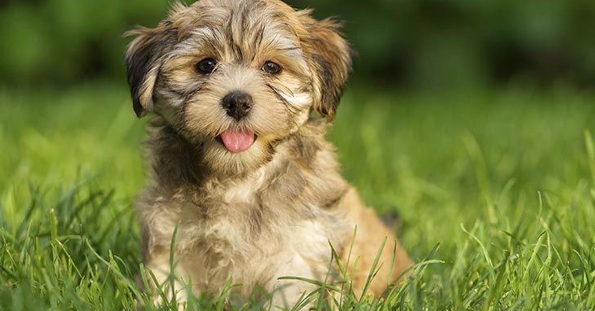 The Havanese, a beautiful species also known as Anjing Havanese in Bahasa Indonesia.