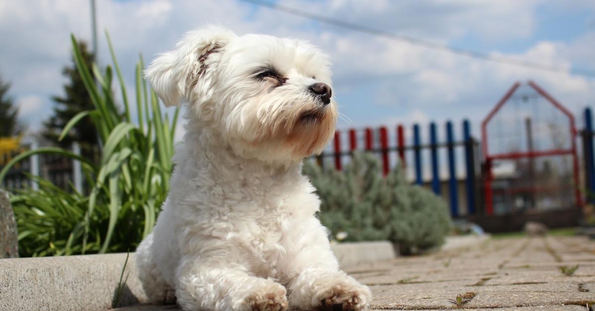 Charming view of the Havanese, in Indonesia referred to as Anjing Havanese.