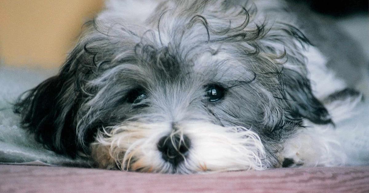 Visual of Havanese, or Anjing Havanese in Indonesian, showcasing its beauty.