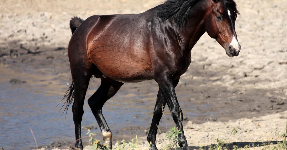 Close-up view of the Horse, known as Kuda in Indonesian.