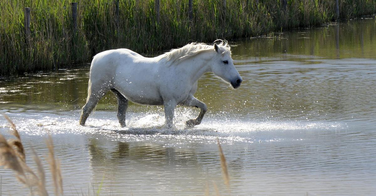 Snapshot of the intriguing Horse, scientifically named Equus caballus.