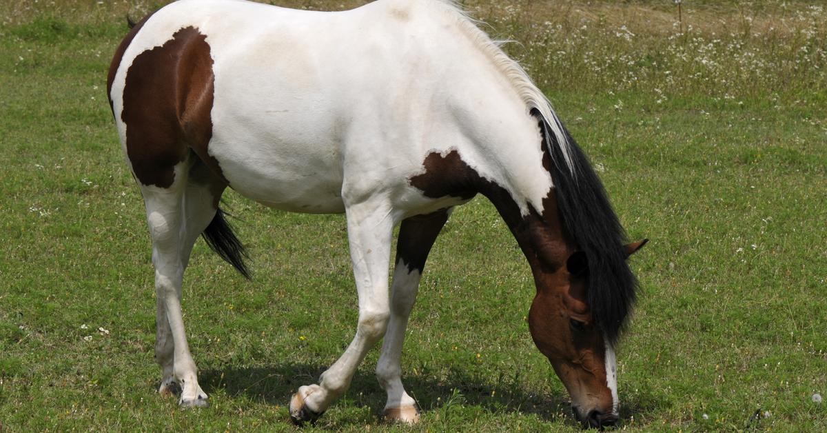 The Horse, a species known as Equus caballus, in its natural splendor.