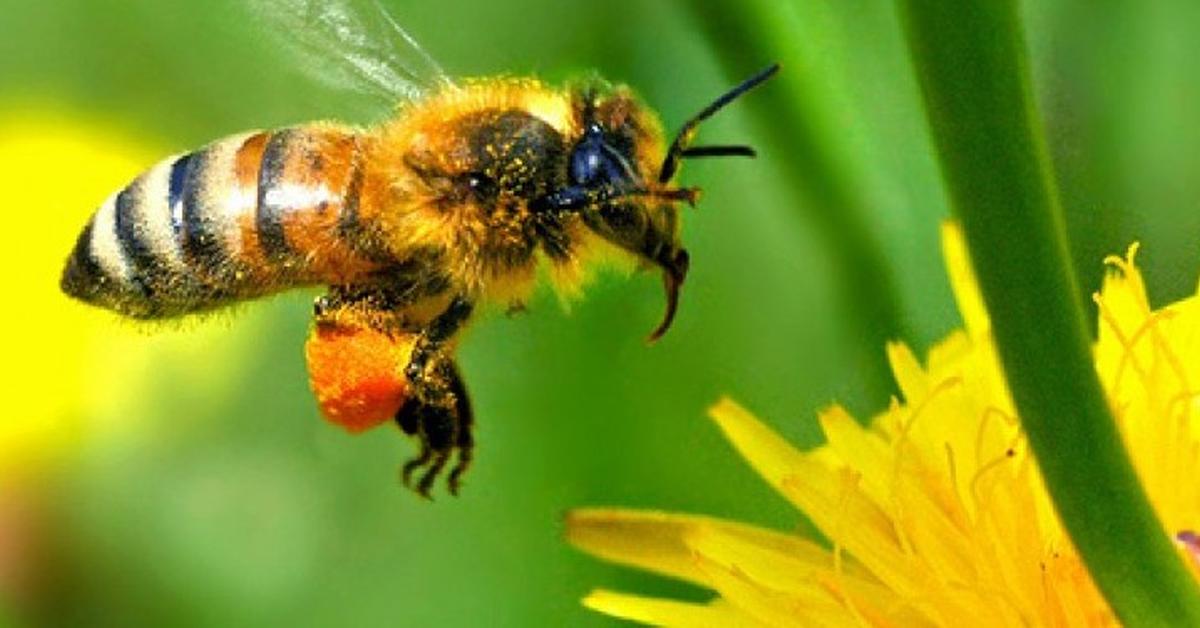 Charming view of the Honey Bee, in Indonesia referred to as Lebah Madu.