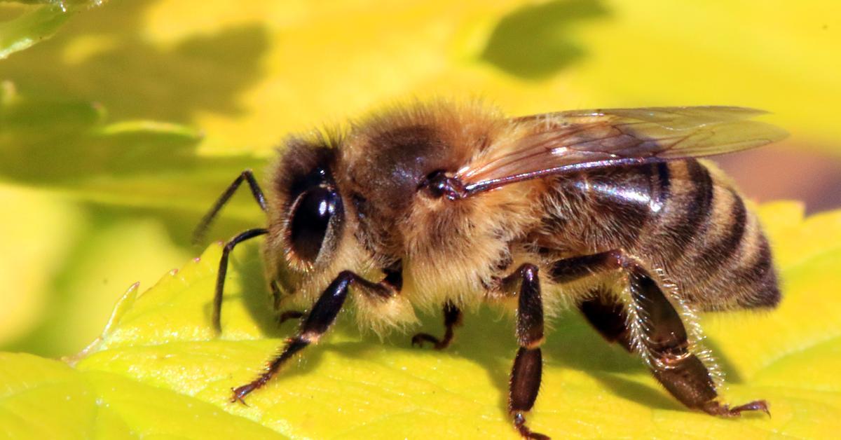 The Honey Bee, an example of Turdidae, in its natural environment.