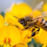 2893 honey bee 8 - Ensiklopedia Satwa