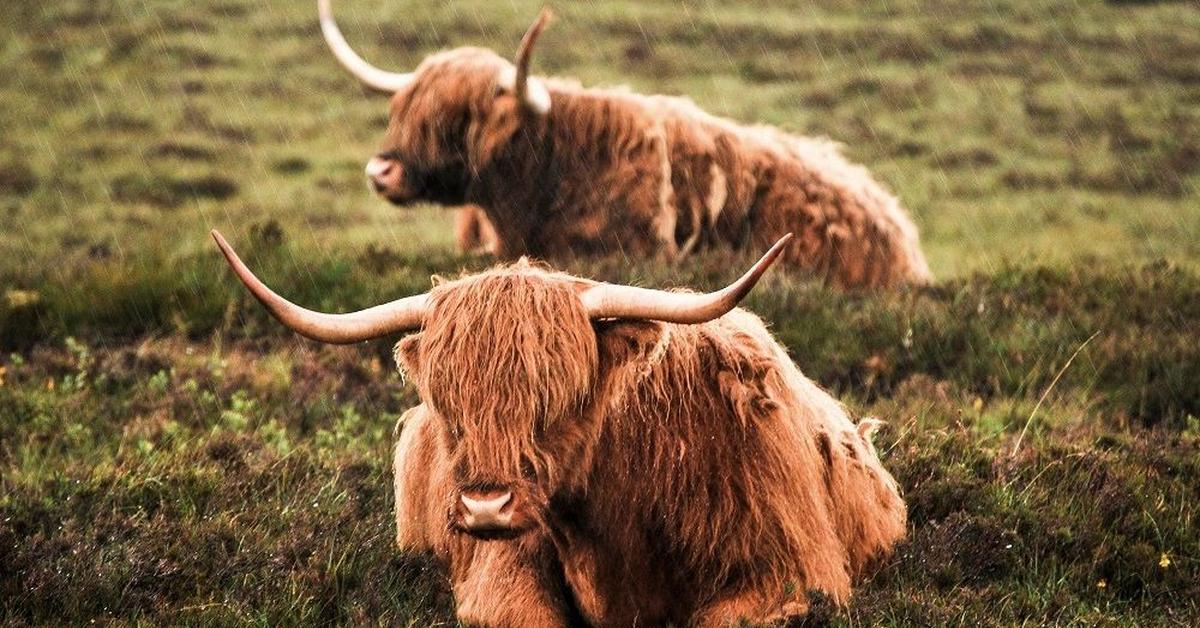 Unique portrayal of the Highland Cattle, also called Sapi Highland in Bahasa Indonesia.