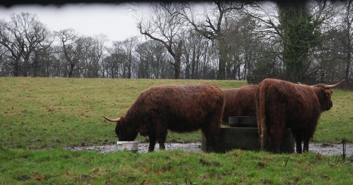 Vibrant snapshot of the Highland Cattle, commonly referred to as Sapi Highland in Indonesia.