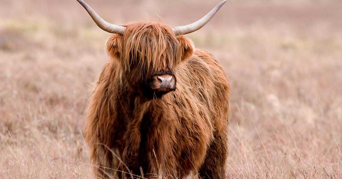 The elegant Highland Cattle (Bos Taurus), a marvel of nature.